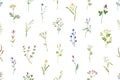 Seamless floral pattern. Wild flowers and herbs background. Romantic botanical print with field blooms. Repeating