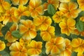 Seamless floral pattern with yellow violets. Royalty Free Stock Photo