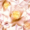 Seamless floral background. Flowers roses and petals. Close up Royalty Free Stock Photo