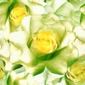 Seamless floral background. Flowers roses and petals. Close up Royalty Free Stock Photo