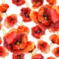 Seamless floral wallpaper with colorful poppies. Watercolor painting Royalty Free Stock Photo