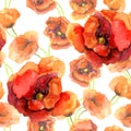 Seamless floral wallpaper with colorful poppies. Watercolor painting Royalty Free Stock Photo