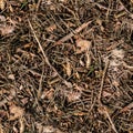 Seamless forest ground. background, texture Royalty Free Stock Photo