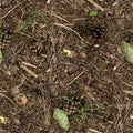 Seamless forest ground with cones. background, texture Royalty Free Stock Photo