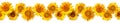 Seamless frieze from flowers of sunflower on a white background. Seamless border of yellow sunflowers isolated on white background Royalty Free Stock Photo