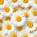 Seamless Full-Frame White and Yellow Daisy Pattern Royalty Free Stock Photo