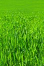 Seamless grass