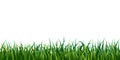 Seamless grass border isolated on white or transparent background. vector illustration of fresh realistic green lawn. endless