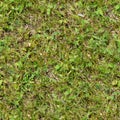 Seamless grass. Fresh green grass moss floor garden texture background