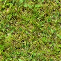 Seamless grass. Fresh green grass moss floor garden texture background Royalty Free Stock Photo