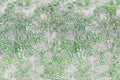 Seamless grass texture, trampled grass on the ground, high resolution seamless texture