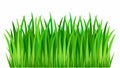 Seamless Grass Vector Design. Seamless line of Grass. A strip of dense vector Grass without borders and seams Vector illustration Royalty Free Stock Photo
