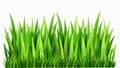 Seamless Grass Vector Design. Seamless line of Grass. A strip of dense vector Grass without borders and seams Vector illustration Royalty Free Stock Photo