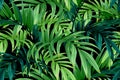 Seamless greeen hand drawn tropical vector pattern with palm leaves on dark background. Royalty Free Stock Photo