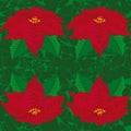 Seamless green background.red flowers of poinsettia . seamless pattern.