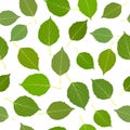 Seamless with green birch leaves Royalty Free Stock Photo