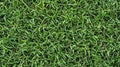 Seamless green grass pattern texture Royalty Free Stock Photo