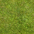 Seamless green grass texture