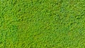 Seamless green hedge texture