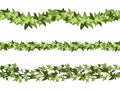 Seamless green ivy horizontal dividers. Botanical border, climbing vine and branch line cartoon vector set