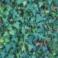 seamless green ivy texture background Royalty Free Stock Photo