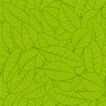 Seamless green leaf pattern background vector seamless pattern of fresh green herbarium leaves for Wallpaper Royalty Free Stock Photo