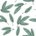 Seamless green leaf pattern. Eucalyptus leaves background. Royalty Free Stock Photo