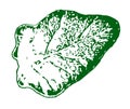 Drawing of a green leaf of a plant. Vector and Illustration.