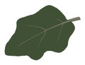 Drawing of the structure of a green leaf of a plant. Eggplant leaf. Vector Illustration Cartoon.