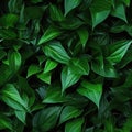 Seamless. Green leaves of plants Royalty Free Stock Photo