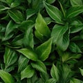 Seamless. Green leaves of plants Royalty Free Stock Photo