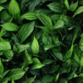 Seamless. Green leaves of plants Royalty Free Stock Photo