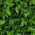 Seamless. Green leaves of plants Royalty Free Stock Photo