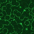 Seamless green microorganisms pattern