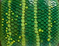 Seamless Green Tree Python Pattern: Nature-Inspired Design AI Image Royalty Free Stock Photo