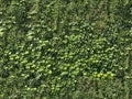 Seamless green wall texture leaves ivy