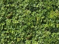 Seamless green wall texture leaves ivy Royalty Free Stock Photo