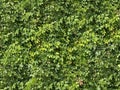 Seamless green wall texture leaves ivy Royalty Free Stock Photo