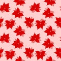 Seamless hand drawn pattern with pink red poinsettia Christmas star flowers winter floral print, red pink crimson