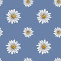 Seamless hand drawn pattern with white chamomiles. Flower background for textiles, fabrics, banner, wrapping paper and other