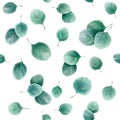 Seamless herbal pattern with eucalyptus leaves