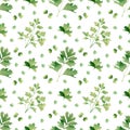 Seamless herbal pattern with watercolor green flavouring parsley for kitchen decor and textile