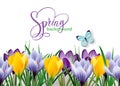 Seamless horizontal border with spring flowers crocuses and butterfly.Vector
