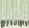 Seamless horizontal vector background with trees - birches Royalty Free Stock Photo