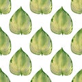 Seamless hosta Lakeside leaves pattern. Watercolor background with botanical illustration of green leaf for wallpapers, textile,