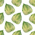 Seamless hosta Lakeside leaves pattern. Watercolor background with green leaf for wallpapers, textile, decor design