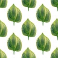 Seamless hosta leaves pattern. Watercolor background with green leaf for wallpapers, textile, decor design