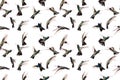 Seamless image of photographed flying hummingbirds.