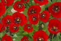 Seamless image of red poppies on a green background