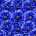 Seamless infinite floral background. For design and printing. Background of natural blue chrysanthemums.